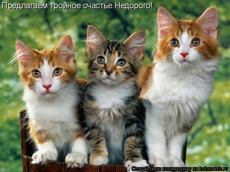 Предлагаем тройное счастье.Недорого!... Котоматрица: Предлагаем тройное счастье.Недорого!