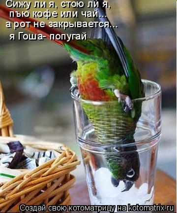 Котоматрица: Сижу ли я, стою ли я,   пъю кофе или чай...  а рот не закрывается...  я Гоша- попугай
