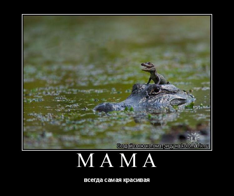 Котоматрица: мама всегда самая красивая