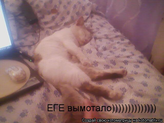 Котоматрица: ЕГЕ вымотало))))))))))))))