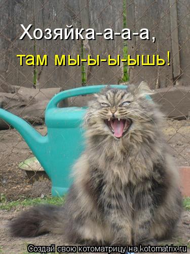 Котоматрица: там мы-ы-ы-ышь!  Хозяйка-а-а-а,