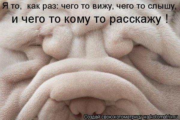 Котоматрица: Я то,  как раз: чего то вижу, чего то слышу,  и чего то кому то расскажу !