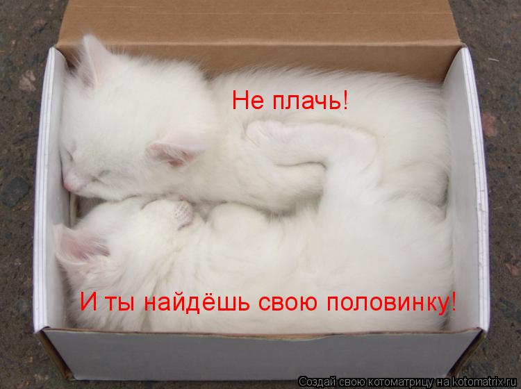 Котоматрица: Не плачь! И ты найдёшь свою половинку!