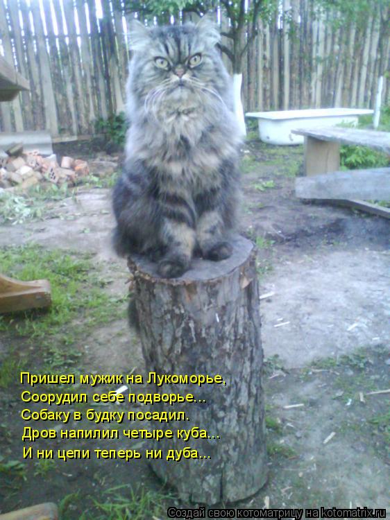 Котоматрица: Пришел мужик на Лукоморье, Соорудил себе подворье... Собаку в будку посадил. Дров напилил четыре куба... И ни цепи теперь ни дуба...