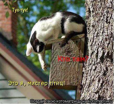 Котоматрица: Тук-тук! Кто там? Это я, мистер птиц!