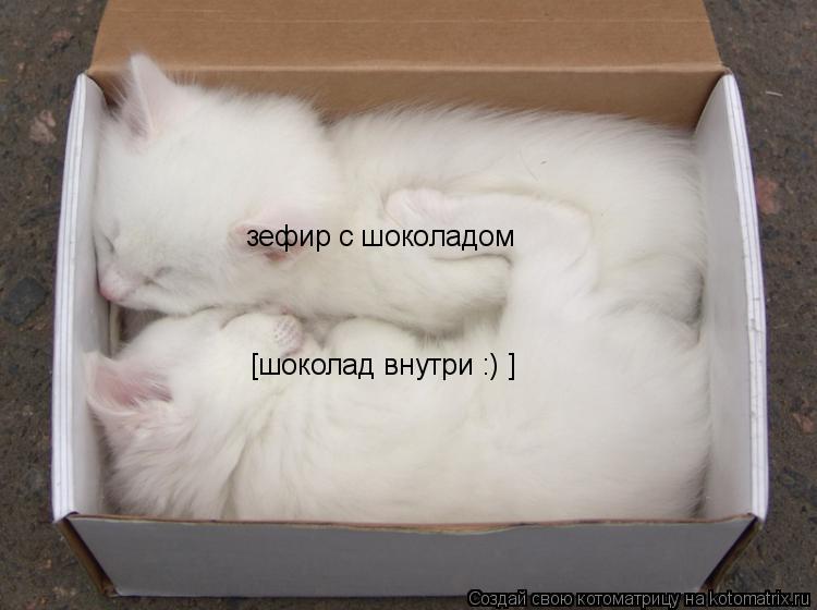 Котоматрица: зефир с шоколадом [шоколад внутри :) ]