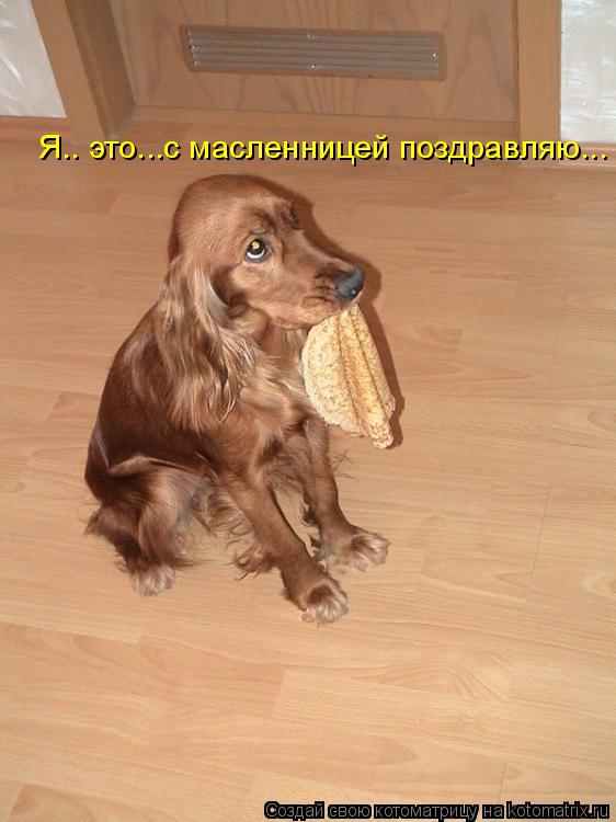 Котоматрица: Я.. это...с масленницей поздравляю...