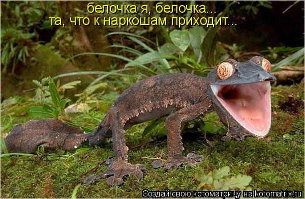 Котоматрица: белочка я, белочка... та, что к наркошам приходит...