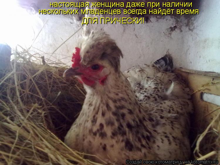 Котоматрица: настоящая женщина даже при наличии нескольких младенцев всегда найдёт время  ДЛЯ ПРИЧЕСКИ!
