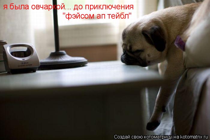 Котоматрица: я была овчаркой... до приключения "фэйсом ап тейбл"