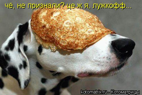 Котоматрица: чё, не признали? це ж я, лужкофф...