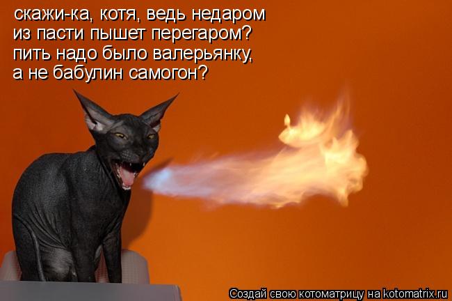 Котоматрица: скажи-ка, котя, ведь недаром из пасти пышет перегаром? пить надо было валерьянку, а не бабулин самогон?