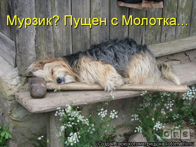 Мурзик? Пущен с Молотка...... Котоматрица: Мурзик? Пущен с Молотка...