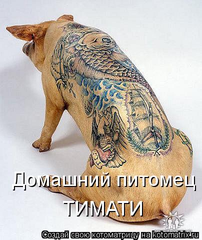 Котоматрица: Домашний питомец  ТИМАТИ