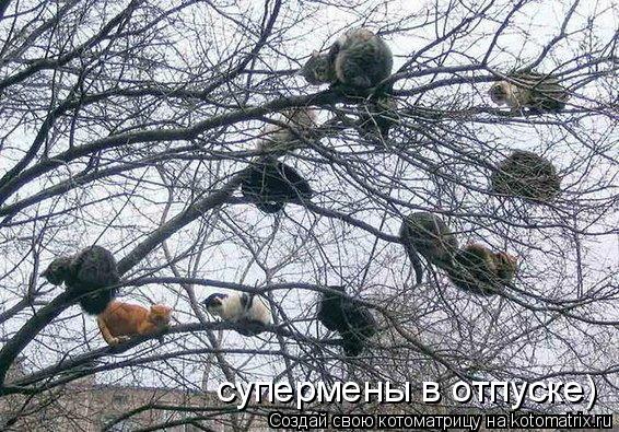 Котоматрица: супермены в отпуске)
