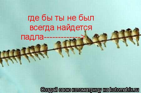 Котоматрица: где бы ты не был всегда найдется падла------------->