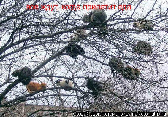 Котоматрица: все ждут, когда прилетит еда