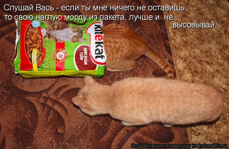 Котоматрица: Слушай Вась - если ты мне ничего не оставишь,  то свою наглую морду из пакета, лучше и  не высовывай...