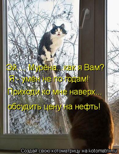 Котоматрица: Эй..., Мурёна...как я Вам? Я - умён не по годам! Приходи ко мне наверх... обсудить цену на нефть!