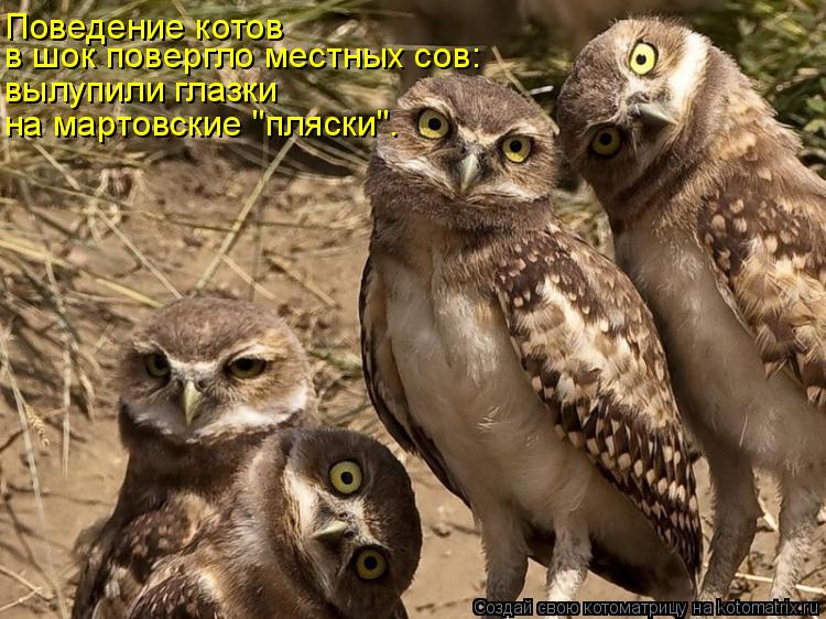 в шок повергло местных сов: вылупили глазки Поведение котов на мартовские "пляски".... Котоматрица: в шок повергло местных сов: вылупили глазки Поведение котов на мартовские "пляски".