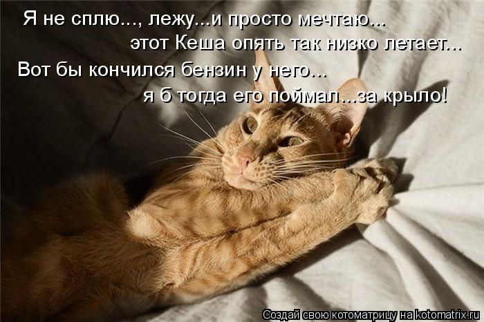 Котоматрица: Я не сплю..., лежу...и просто мечтаю... Вот бы кончился бензин у него...  этот Кеша опять так низко летает... я б тогда его поймал...за крыло!