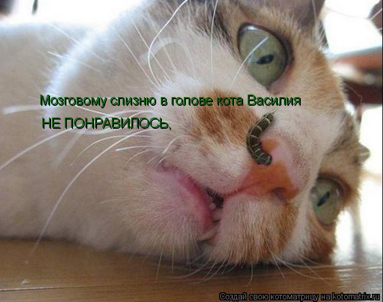 Котоматрица: Мозговому слизню в голове кота Василия НЕ ПОНРАВИЛОСЬ,