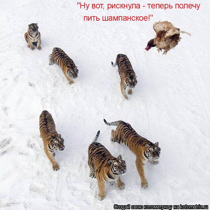 Котоматрица: "Ну вот, рискнула - теперь полечу пить шампанское!"