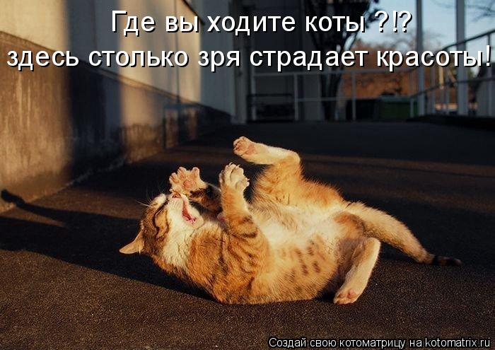 Котоматрица: Где вы ходите коты ?!? здесь столько зря страдает красоты!