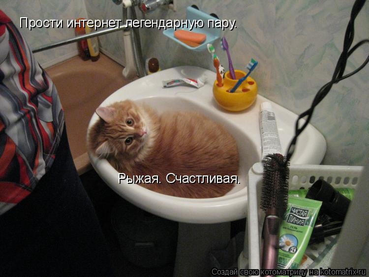 Котоматрица: Прости интернет легендарную пару. Рыжая. Счастливая.