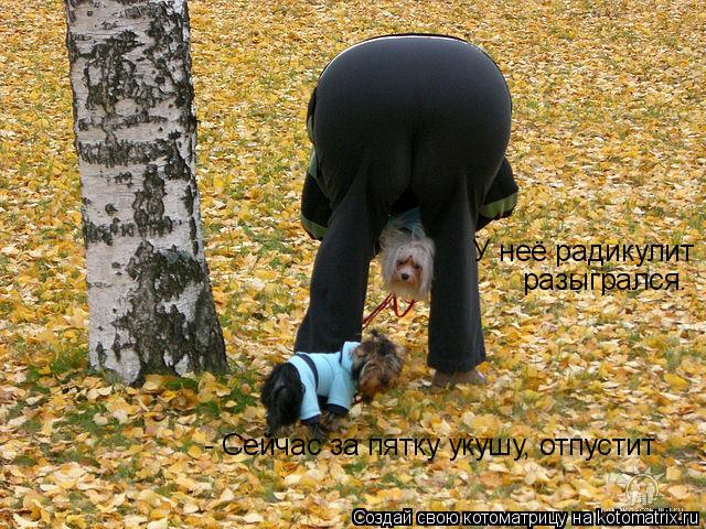 Котоматрица: У неё радикулит  разыгрался. - Сейчас за пятку укушу, отпустит