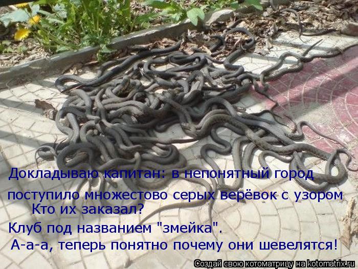 Котоматрица: Докладываю капитан: в непонятный город поступило множестово серых верёвок с узором Кто их заказал? Клуб под названием "змейка". А-а-а, теперь