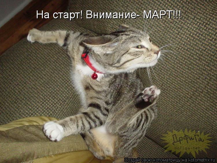 Котоматрица: На старт! Внимание- МАРТ!!!