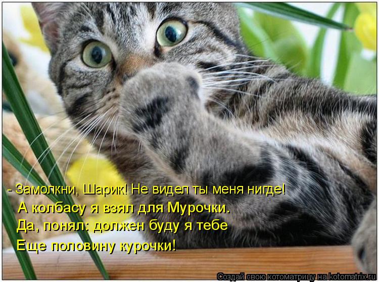 Котоматрица: - Замолкни, Шарик! Не видел ты меня нигде! А колбасу я взял для Мурочки. Да, понял: должен буду я тебе Еще половину курочки!