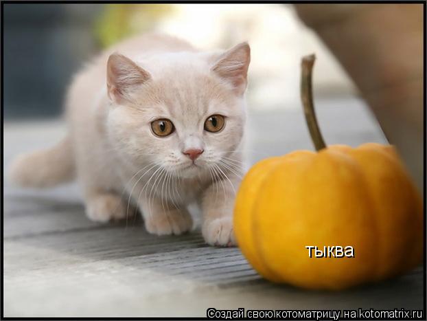 Котоматрица: тыква