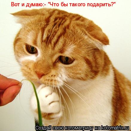 Котоматрица: Вот и думаю:- "Что бы такого подарить?"