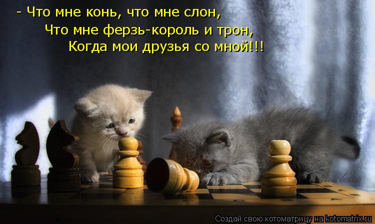 Котоматрица: - Что мне конь, что мне слон,  Что мне ферзь-король и трон,  Когда мои друзья со мной!!!