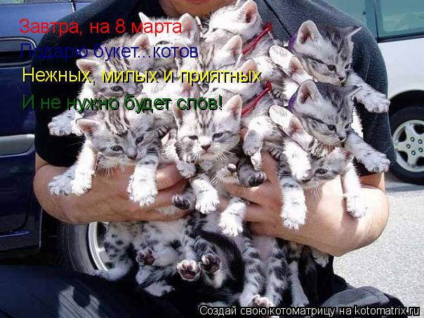 Котоматрица: Завтра, на 8 марта Подарю букет...котов Нежных, милых и приятных И не нужно будет слов!