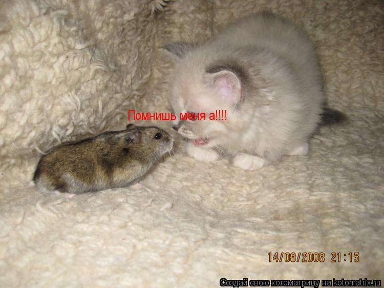 Котоматрица: Помнишь меня а!!!!