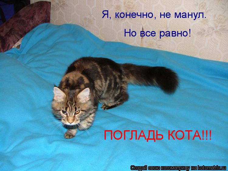 Я, конечно, не манул. Но все равно! ПОГЛАДЬ КОТА!!!... Котоматрица: Я, конечно, не манул. Но все равно! ПОГЛАДЬ КОТА!!!