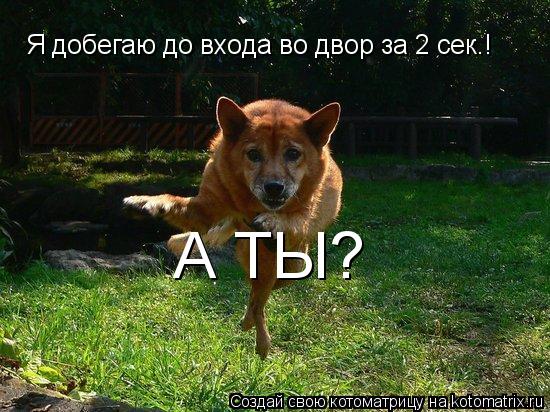 Котоматрица: Я добегаю до входа во двор за 2 сек.! А ТЫ?