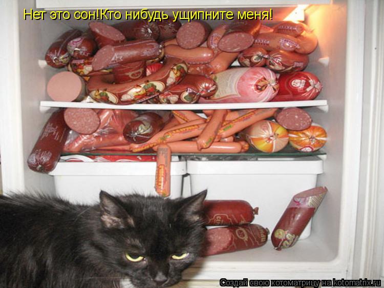 Котоматрица: Нет это сон!Кто нибудь ущипните меня!