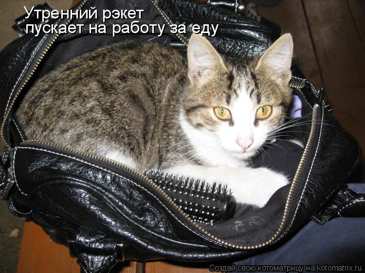 Котоматрица: Утренний рэкет пускает на работу за еду