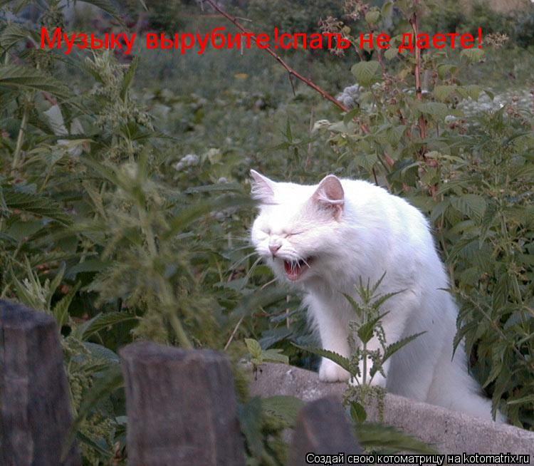 Котоматрица: Музыку вырубите!спать не даете!