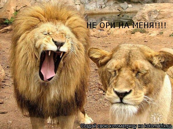 Котоматрица: НЕ ОРИ НА МЕНЯ!!!!