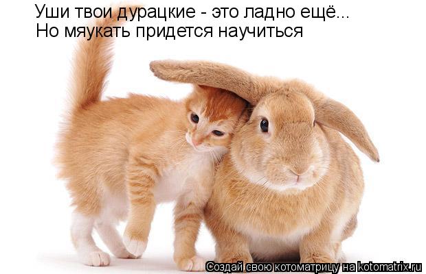 Котоматрица: Уши твои дурацкие - это ладно ещё... Но мяукать придется научиться