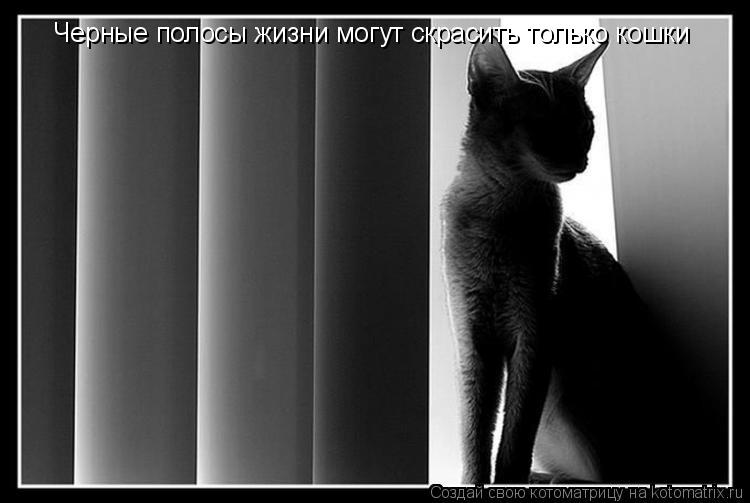 Котоматрица: Черные полосы жизни могут скрасить только кошки