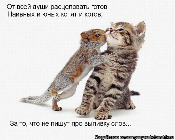 Котоматрица: От всей души расцеловать готов Наивных и юных котят и котов, За то, что не пишут про выпивку слов...