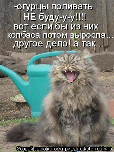 Котоматрица: -огурцы поливать НЕ буду-у-у!!!! вот если бы из них колбаса потом выросла... другое дело! а так...