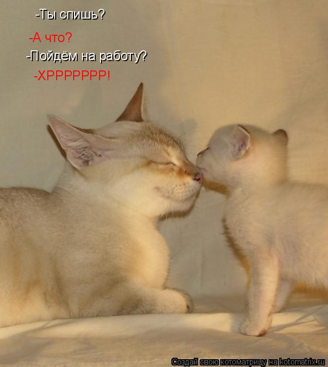 Котоматрица: -Ты спишь? -А что? -Пойдём на работу? -ХРРРРРРР!