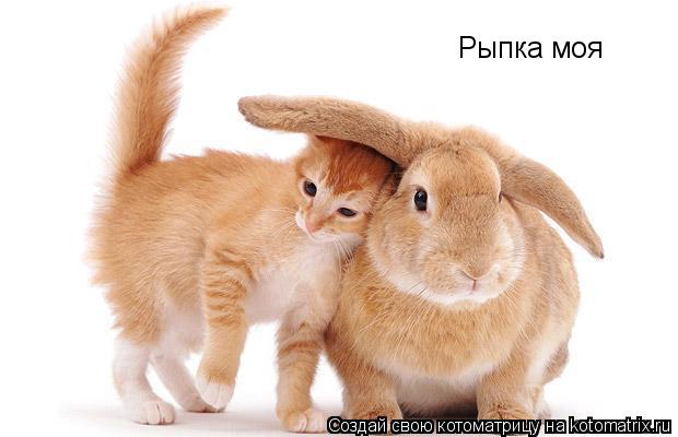 Котоматрица: Рыпка моя